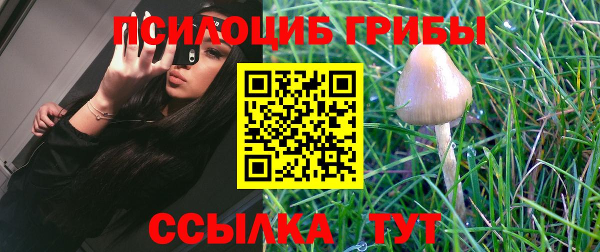 Псилоцибиновые грибы Psilocybe  Грязи 