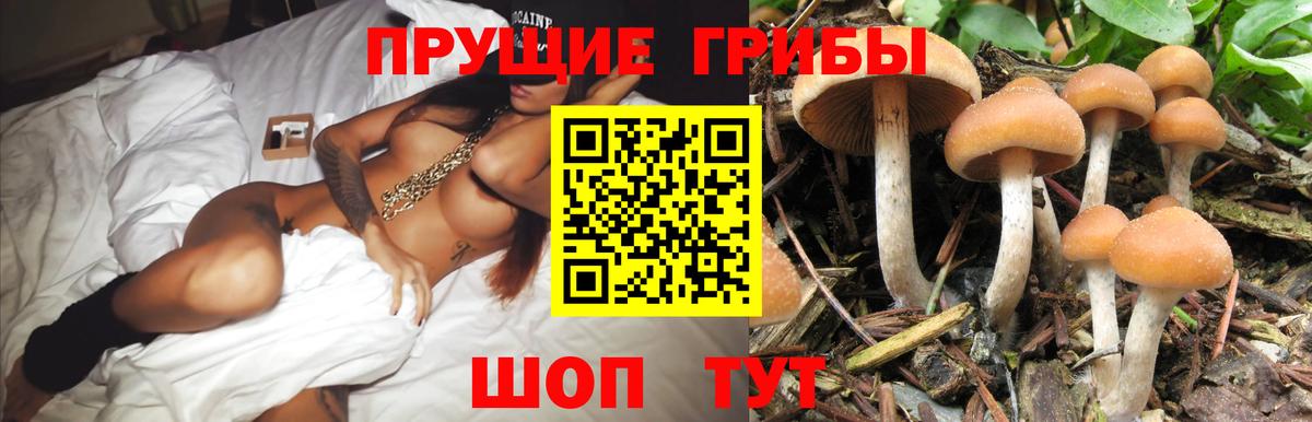 Псилоцибиновые грибы GOLDEN TEACHER Грязи